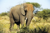 Elephant Walk Retreat - Self-Catering Kruger National Park Package (2 Nights)