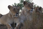 5* Thornybush Game Lodge - Greater Kruger National Park Package (2 Nights)