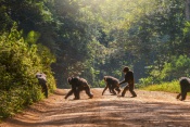 Gorillas and Chimpanzees Trekking Safari - Uganda Package (11 Days)