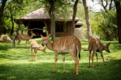 4* Idube Game Lodge - Sabi Sands Private Game Reserve - Mpumalanga Package (2 Nights)